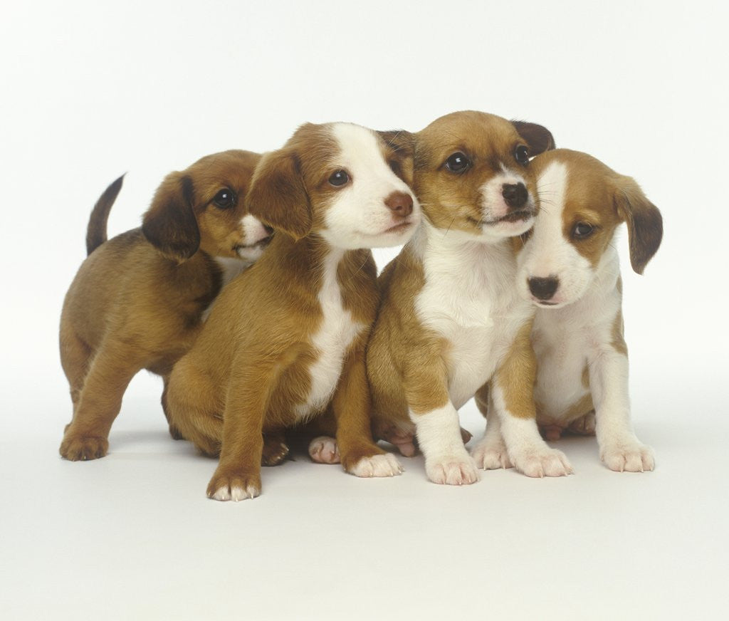 Detail of Brown and White Puppies by Corbis