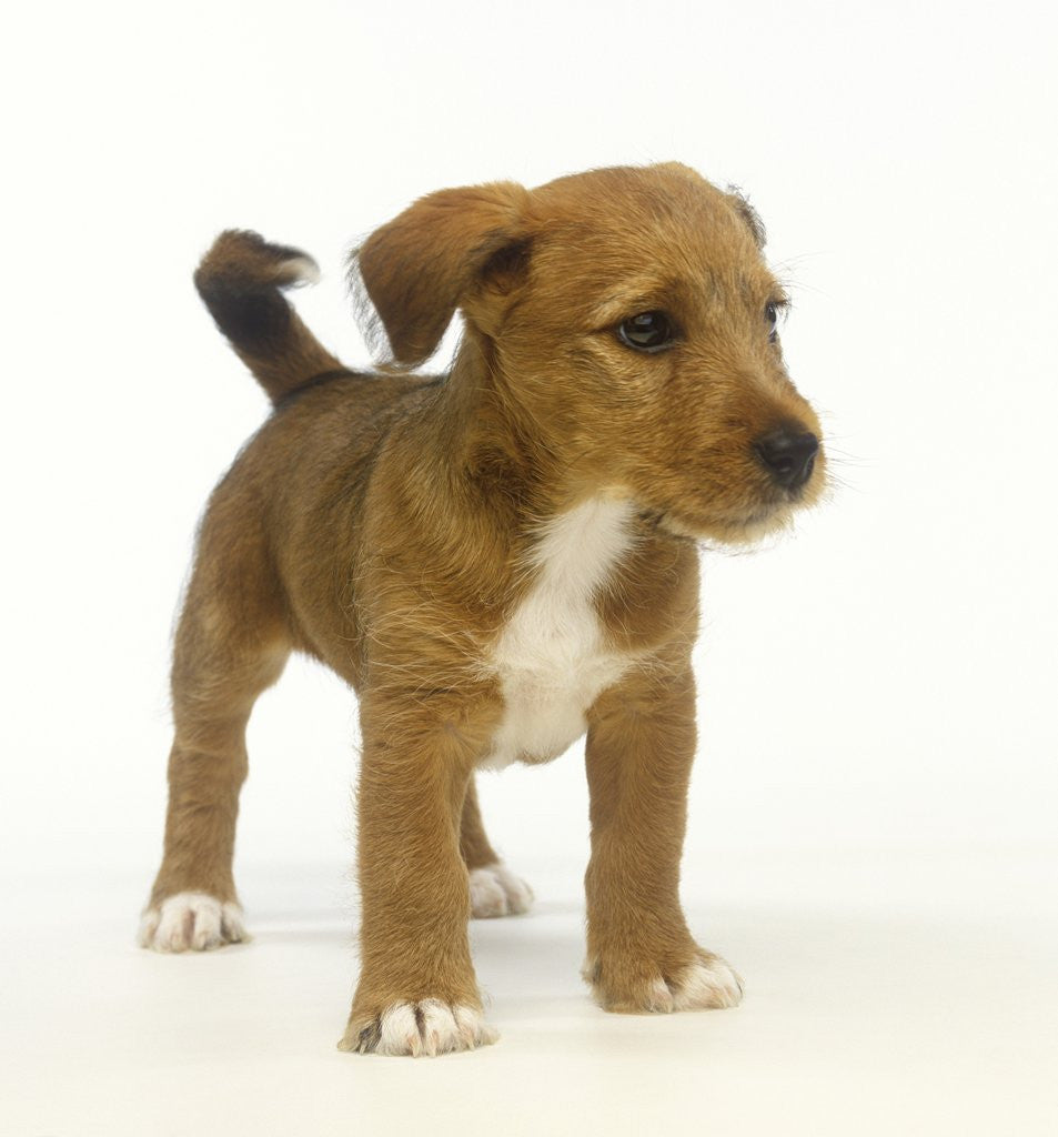 Detail of Brown and White Puppy by Anonymous