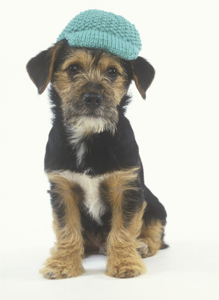 Detail of Puppy Wearing Knit Cap by Corbis