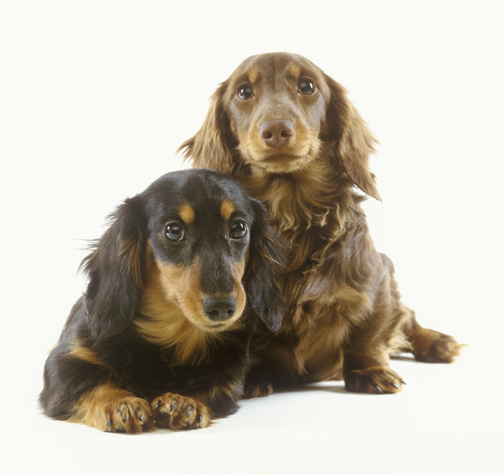 Detail of Long-Haired Dachshund Puppies by Corbis