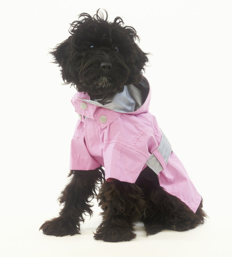 Detail of Black Poodle in Pink Raincoat by Corbis