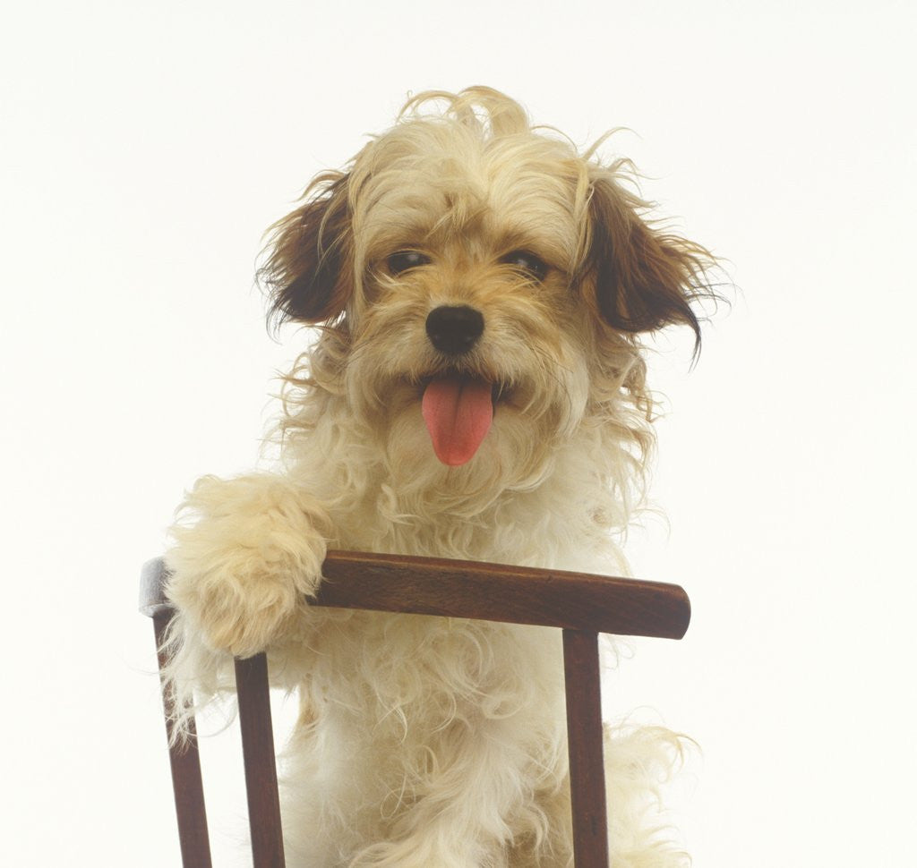 Detail of Puppy on Chair by Corbis