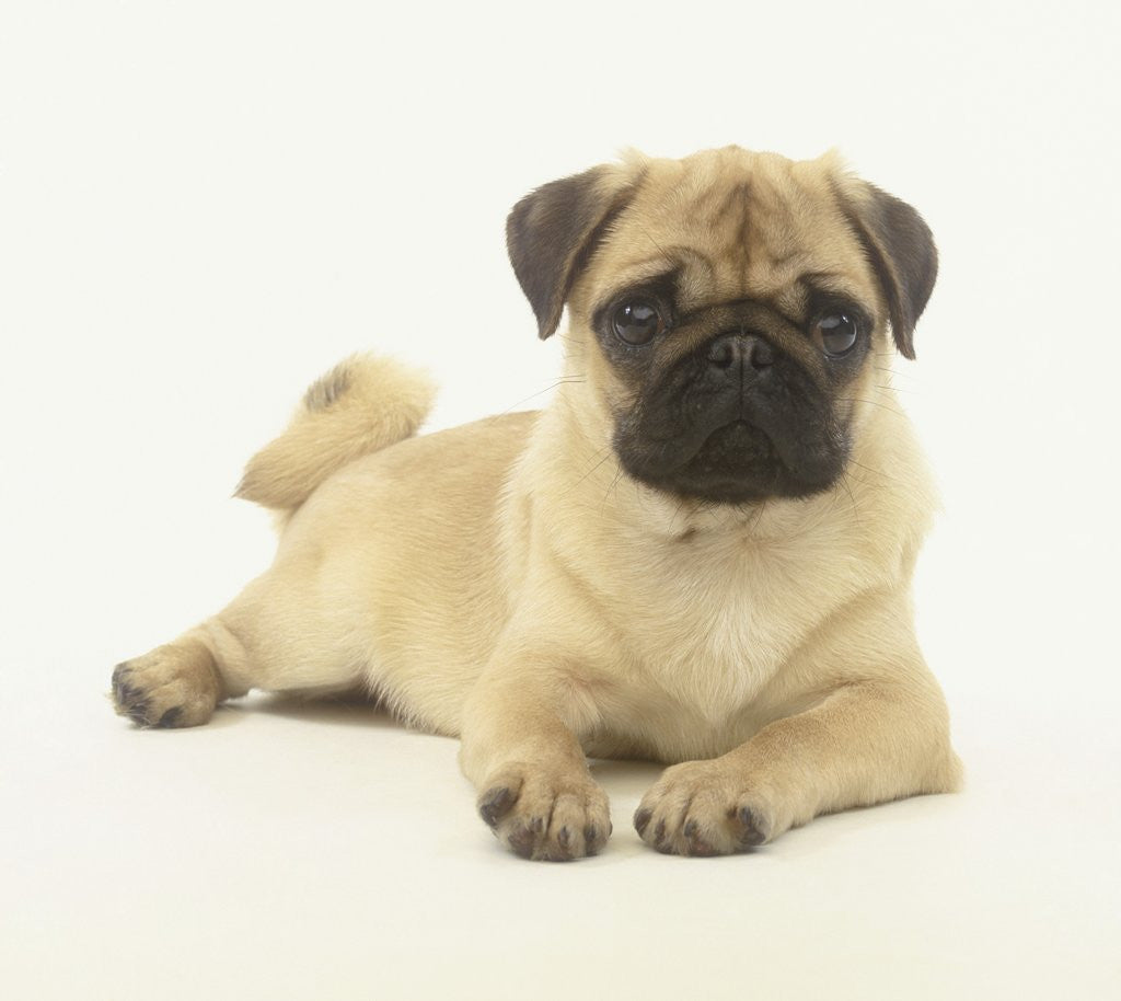 Detail of Pug Puppy by Anonymous