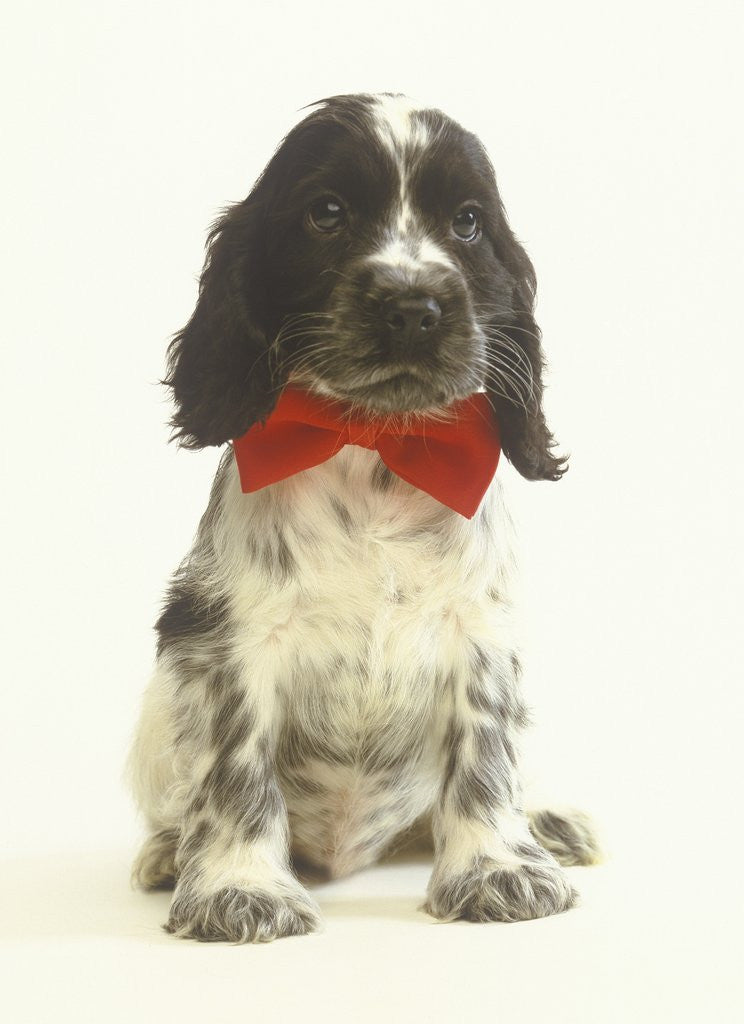 Detail of Black and White Springer Spaniel Puppy with Bow Tie by Corbis