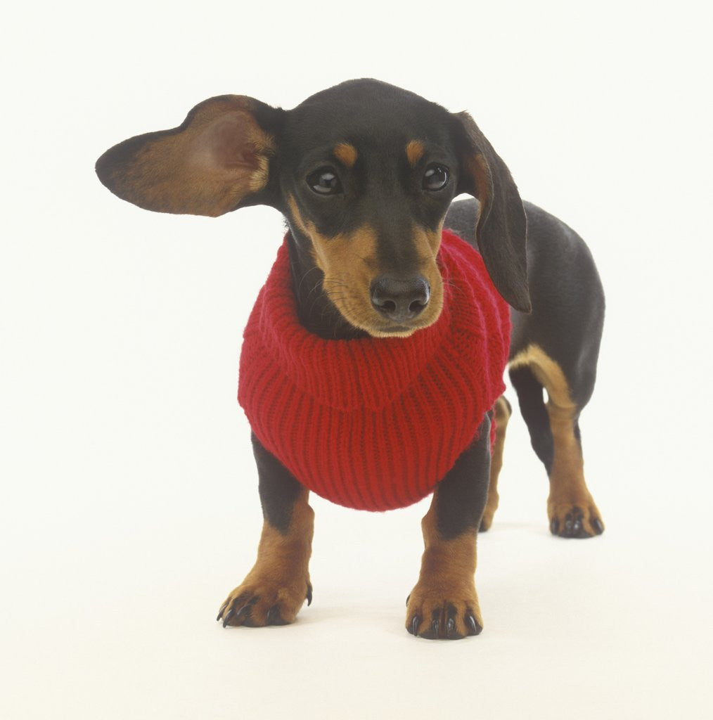 Detail of Dachshund Puppy with Red Sweater by Corbis