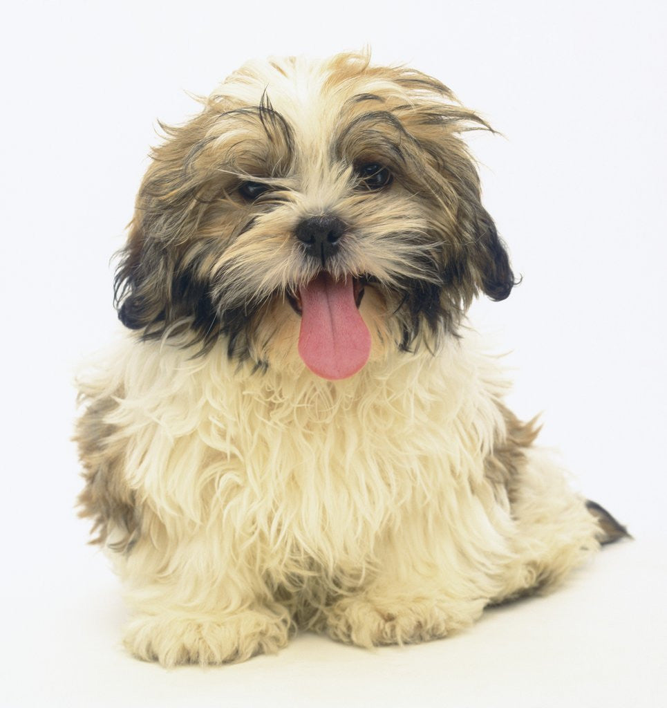 Detail of Shih Tzu Puppy Panting by Anonymous