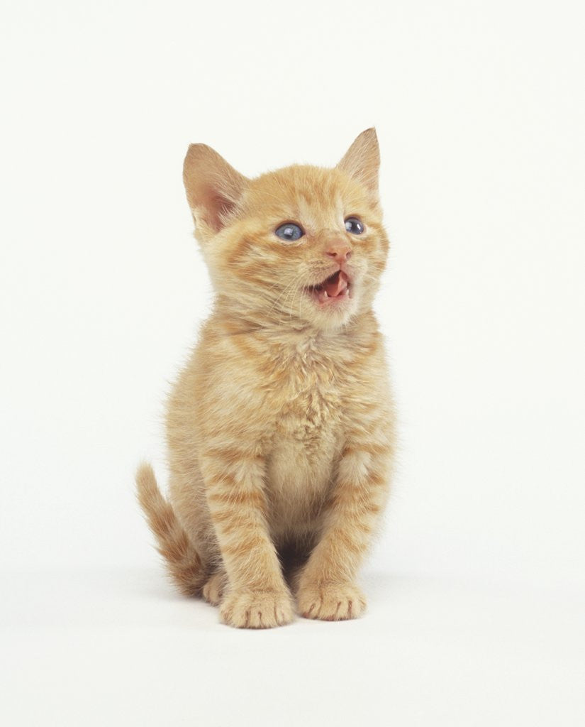 Detail of Orange Kitten Meowing by Anonymous