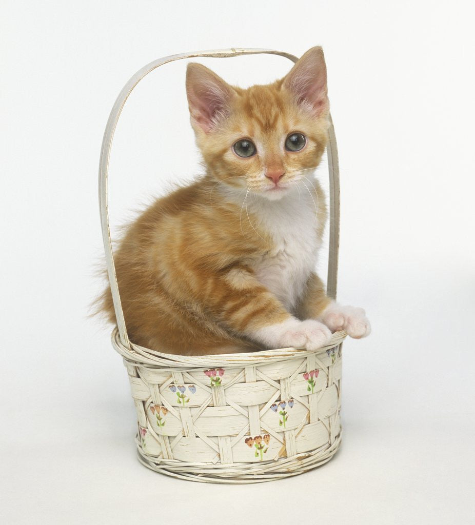 Detail of Orange and White Kitten in Basket by Corbis