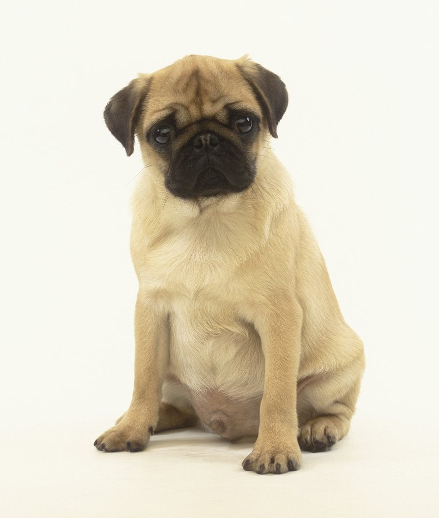 Detail of Pug Puppy by Anonymous