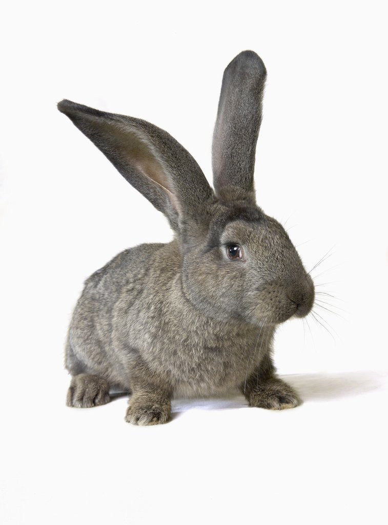 Detail of Gray Rabbit by Anonymous