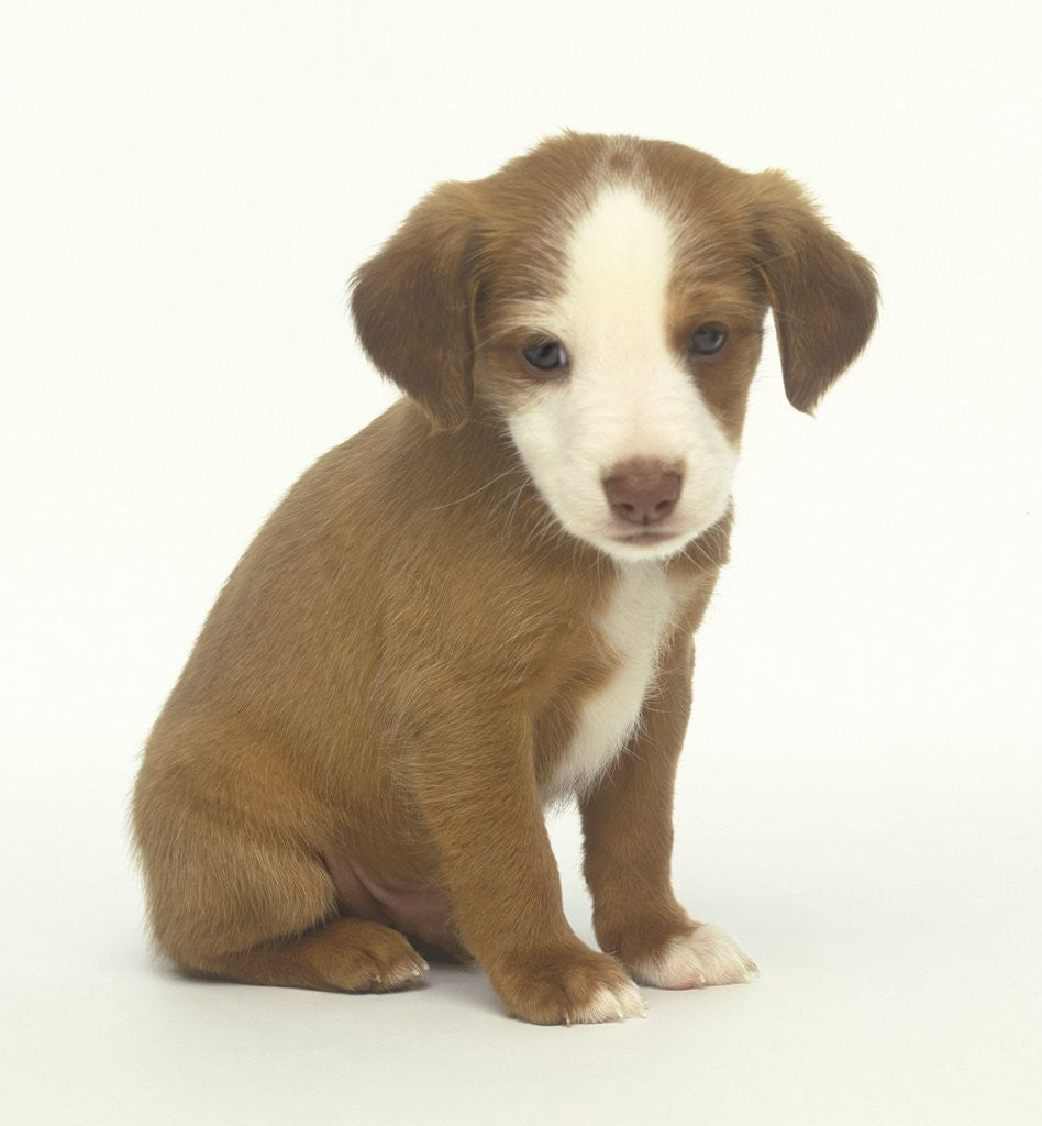 Detail of Brown and White Puppy by Corbis