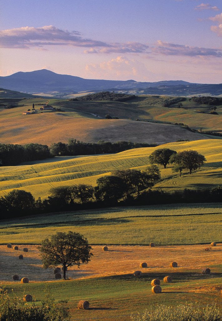 Detail of Val d'Orcia by Corbis