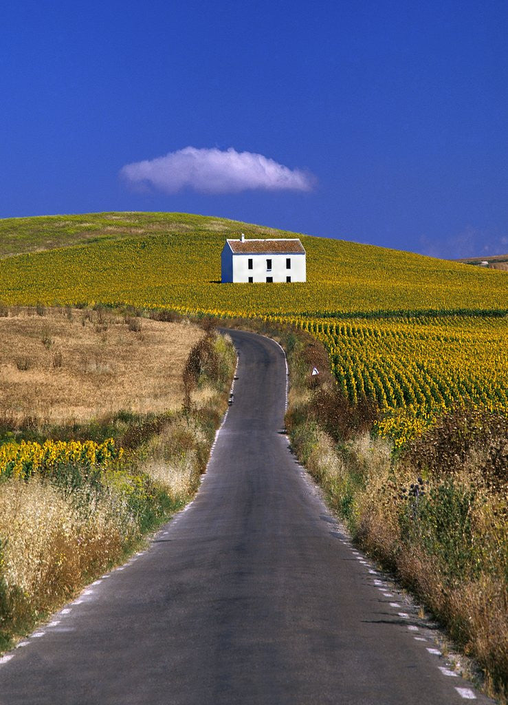 Detail of Farmhouse by Country Road by Corbis