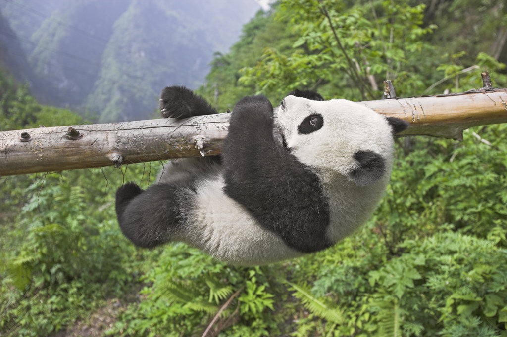 Detail of Giant Panda Cub Hanging From Tree Trunk by Corbis