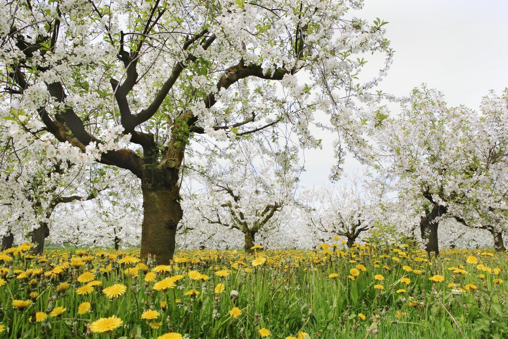Detail of Cherry Trees and Dandelions in Bloom by Anonymous