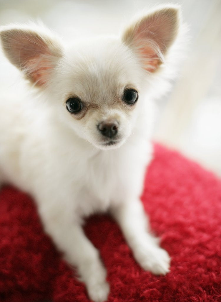Detail of Chihuahua Sitting on Red Cushion by Anonymous