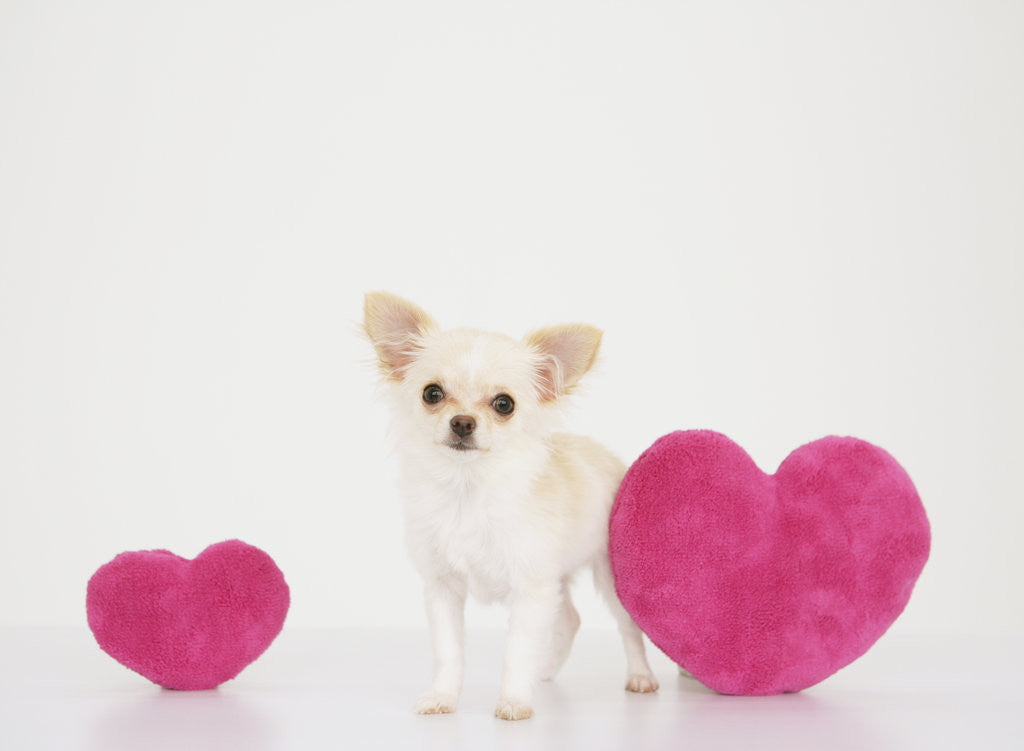 Detail of Chihuahua With Heart-shaped Cushions by Corbis