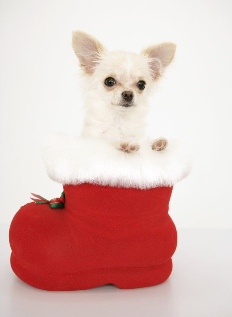 Detail of Chihuahua in Christmas Stocking by Anonymous