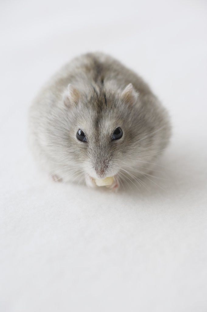 Detail of Hamster Eating Cheese by Corbis