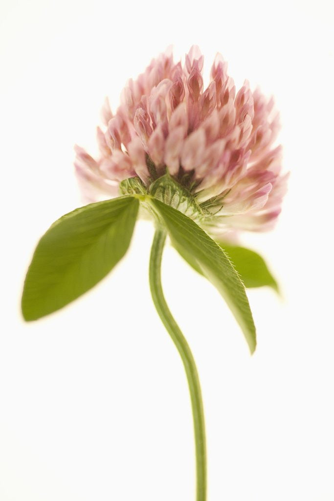 Detail of Pink Clover Flower by Anonymous