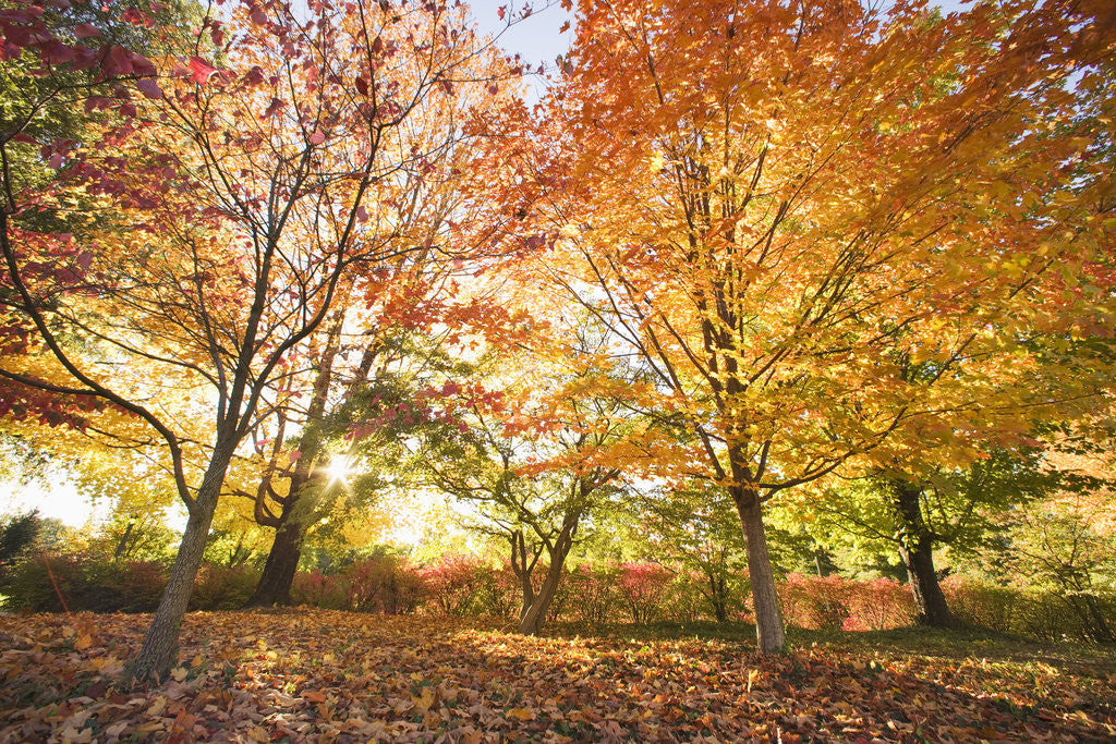 Detail of Trees in Autumn by Anonymous
