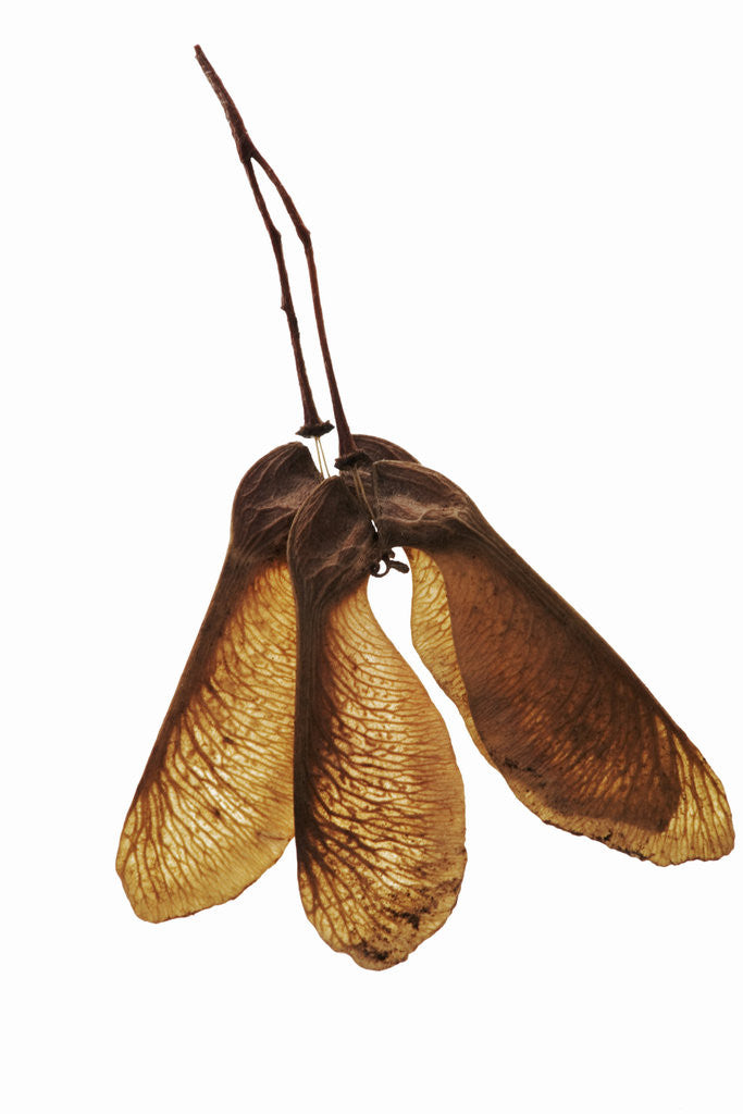 Detail of Maple Seeds by Anonymous