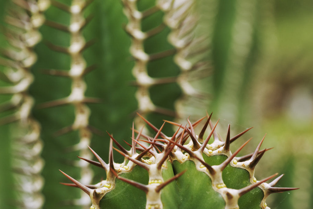 Detail of Boesmangifboom by Anonymous