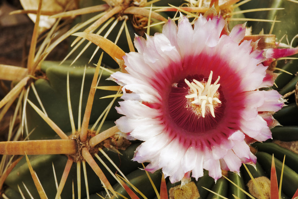 Detail of Cactus Flower and Thorns by Anonymous