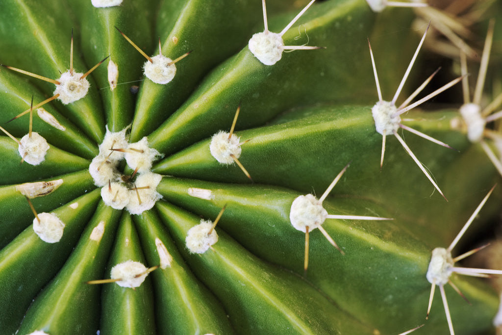 Detail of Cactus Thorns by Anonymous