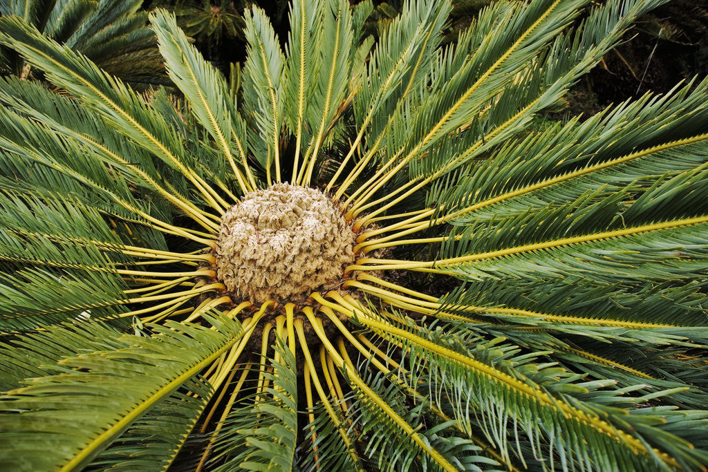 Detail of White-haired Cycad by Anonymous