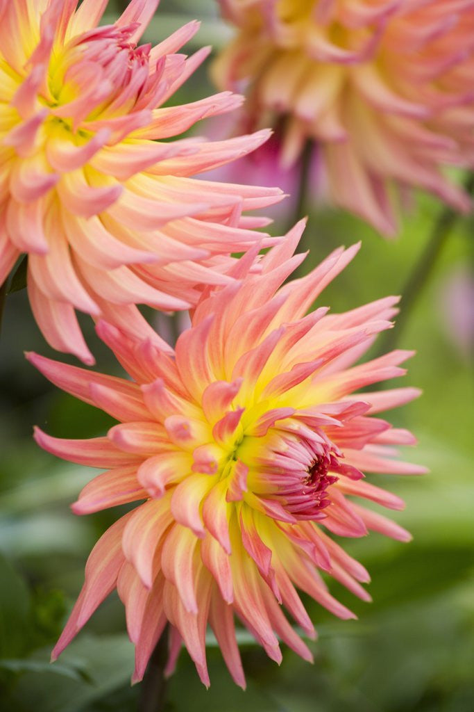 Detail of Dahlia 'Karma Sangria' in Bloom by Anonymous