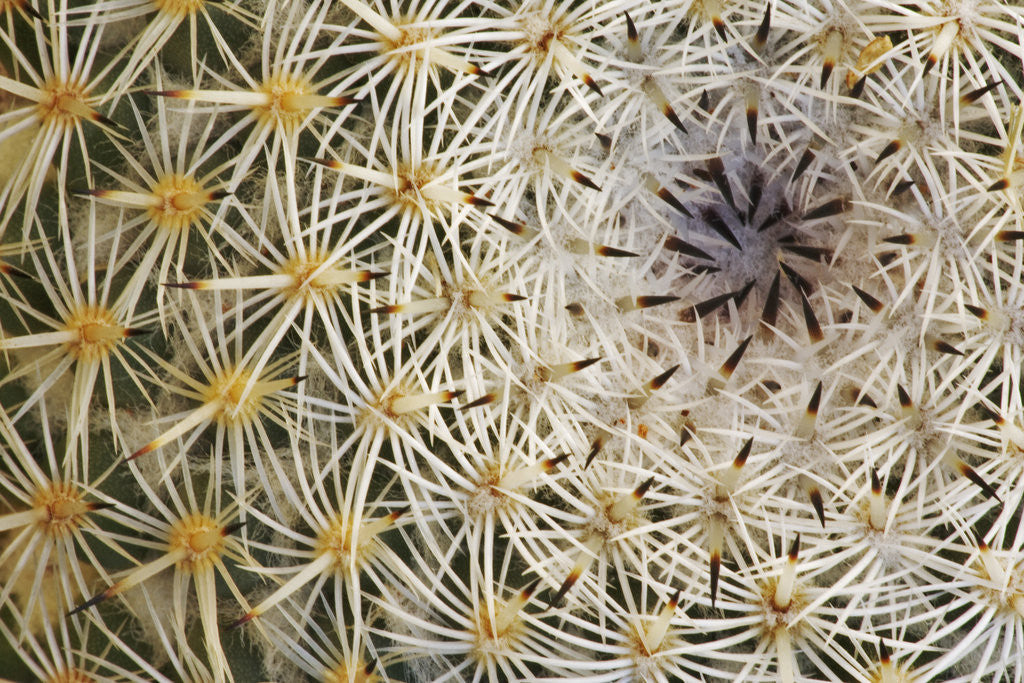 Detail of Cactus Thorns by Anonymous