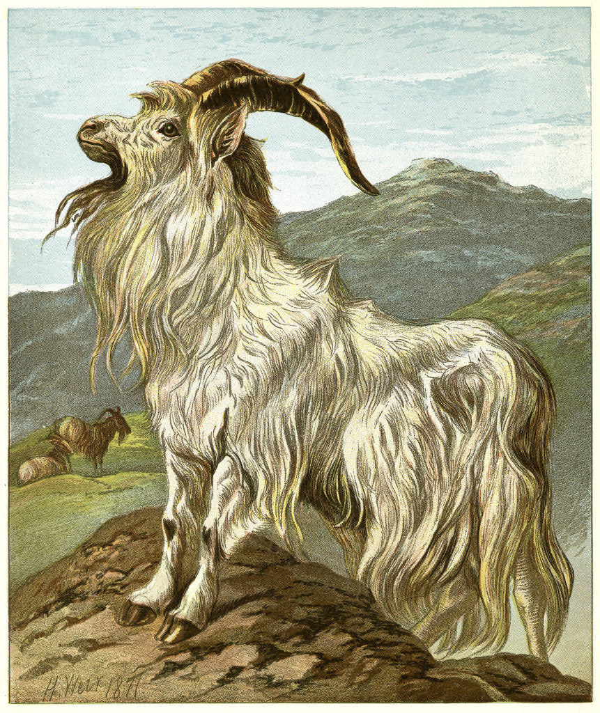 Detail of Lithograph of Mountain Goat by Anonymous