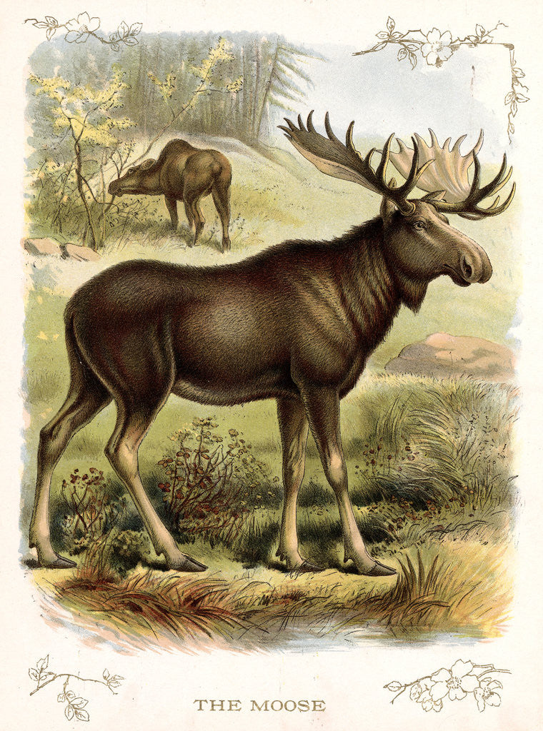 Detail of Moose by Anonymous