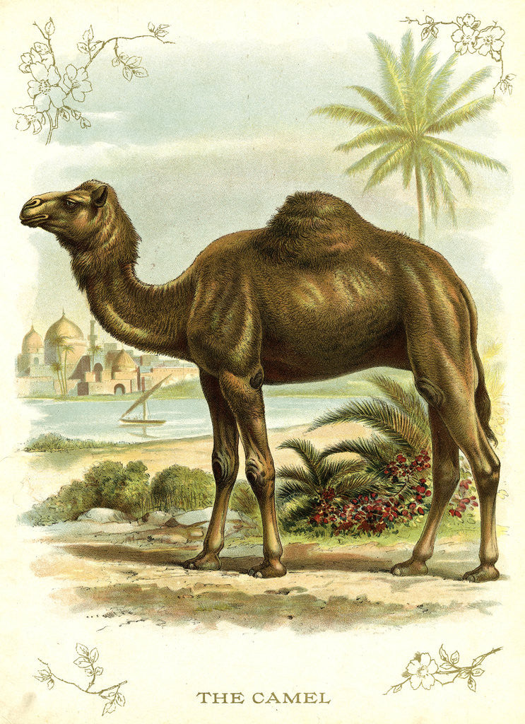 Detail of Lithograph of Camel by Anonymous
