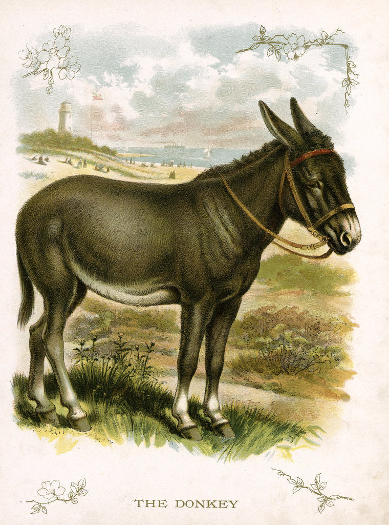 Detail of Illustration of Donkey by Anonymous