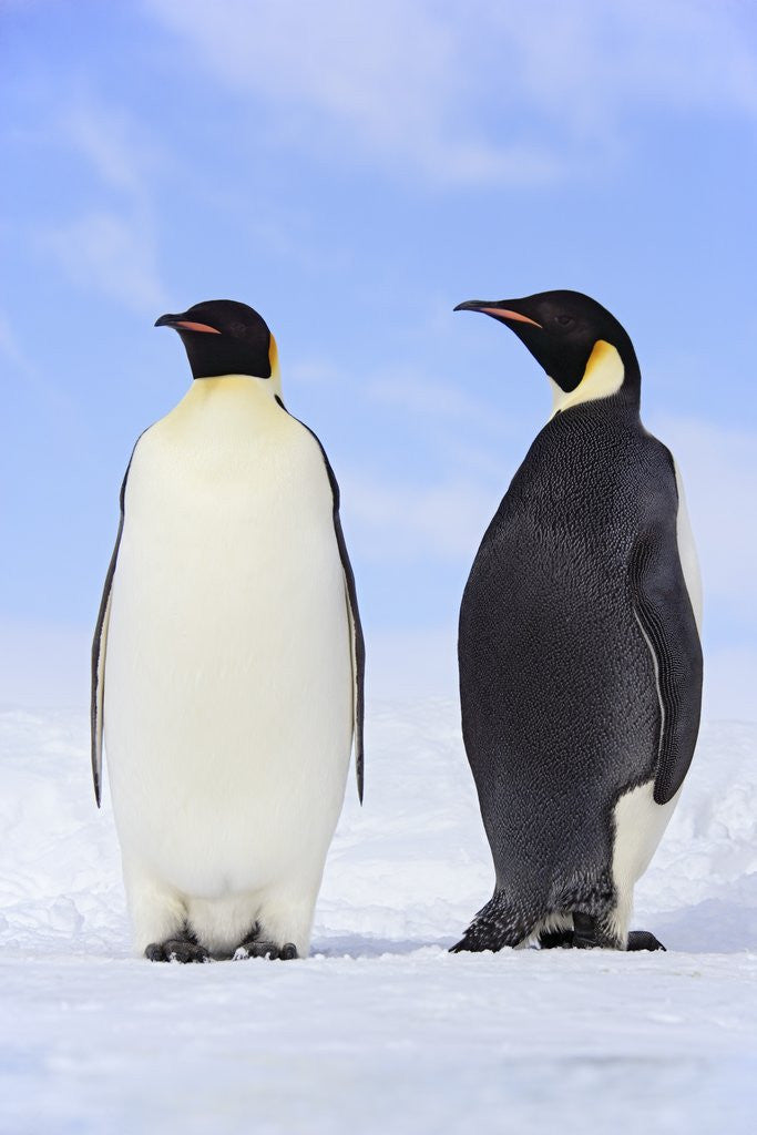 Detail of Emperor Penguins by Anonymous