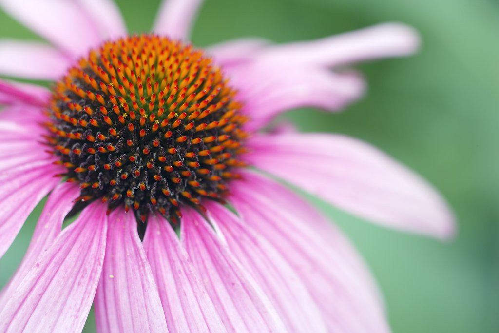 Detail of Close-Up of Echinacea Flower by Anonymous