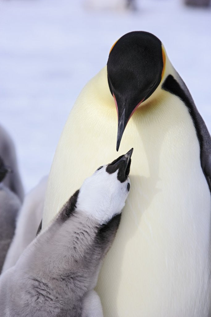 Detail of Emperor Penguin and Chick by Corbis