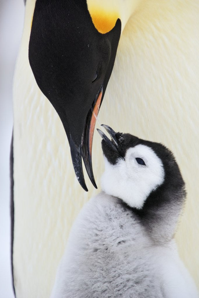 Detail of Emperor Penguin and Chick by Corbis