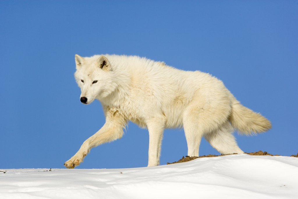Detail of Arctic Wolf Against Blue Sky by Corbis