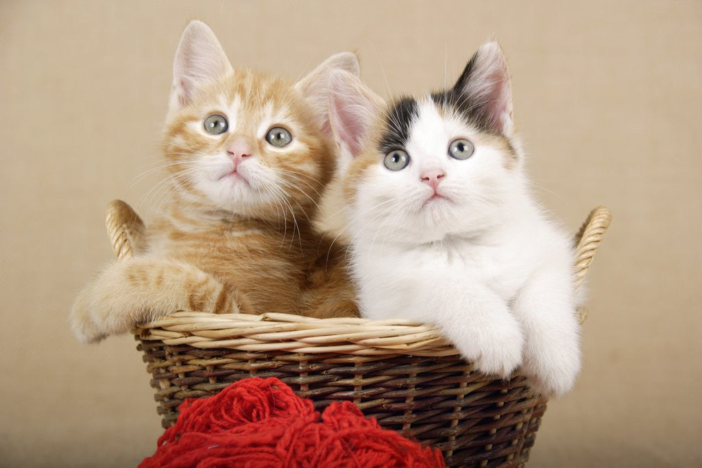 Detail of Two Kittens in a Basket by Anonymous