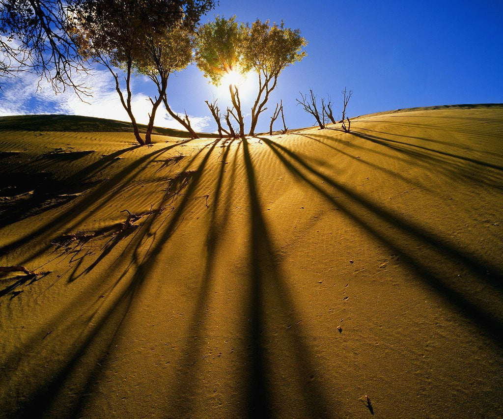 Detail of Poplar Trees on Sand Dunes in the Tengger Desert by Anonymous