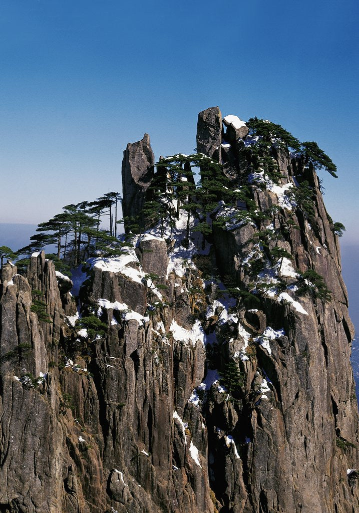 Detail of Pine Trees at Top of Yellow Mountains in Spring by Anonymous
