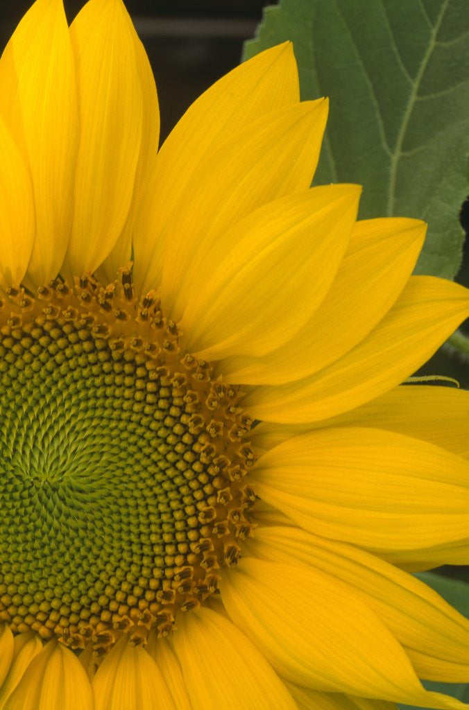 Detail of Close-up of Sunflower by Anonymous