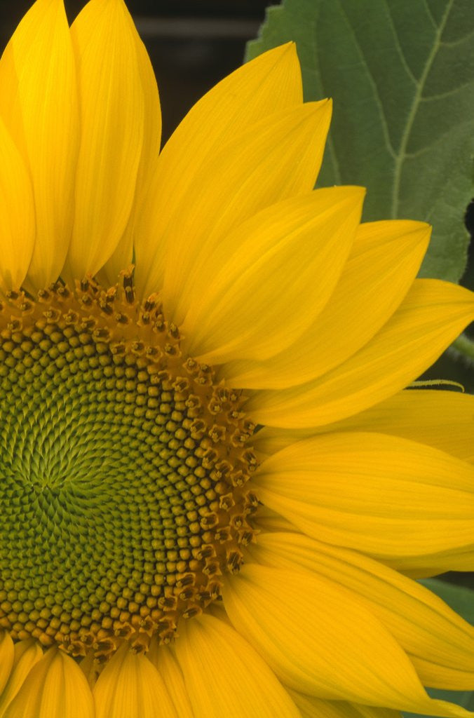 Detail of Close-up of Sunflower by Corbis