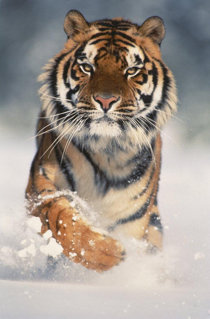 Bengal Tiger Running Through Snow by Corbis