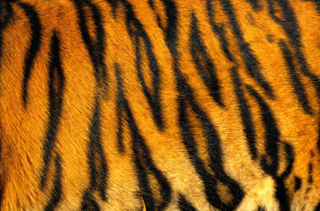 Detail of Bengal Tiger Skin Pattern by Anonymous