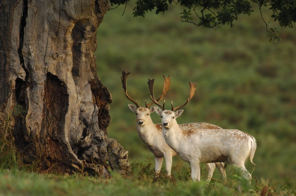 Detail of White Fallow Deer Stags Standing by Tree by Corbis