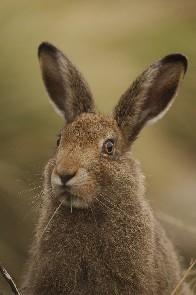 Detail of Mountain Hare with Summer Coat by Corbis